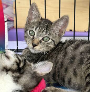 Domestic Short Hair Cats Available for Adoption in Oviedo, Florida - Nico | PetCurious