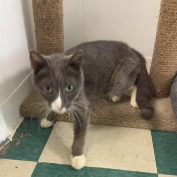 Luna -  American Shorthair Cat for Adoption in Lancaster, South Carolina - Luna | PetCurious