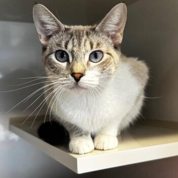 Aphrodite -  Domestic Short Hair Cat for Adoption in Wheeling, Illinois - Aphrodite | PetCurious