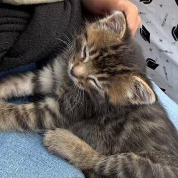 B - Jagan -  Domestic Medium Hair Cat for Adoption in Arizona City, Arizona - B - Jagan | PetCurious