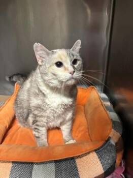 Domestic Short Hair Cats Available for Adoption - Miss Mosley | PetCurious