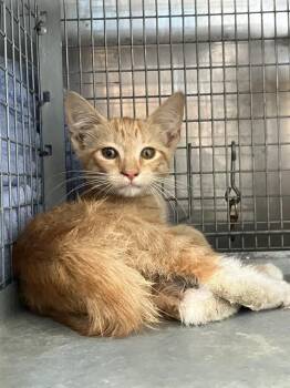 EAGLE -  Domestic Short Hair Cat for Adoption in Dallas, Texas - EAGLE | PetCurious