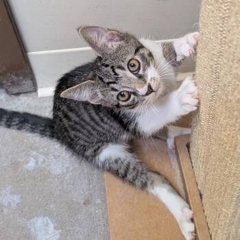 Zuzu -  Domestic Short Hair Cat for Adoption in York, Pennsylvania - Zuzu | PetCurious