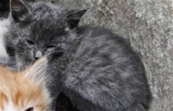 Domestic Short Hair Cats Available for Adoption in Stockton, California - A375501 | PetCurious