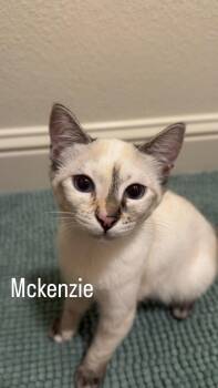 McKenzie -  Domestic Short Hair and Siamese Cat for Adoption in Mission Viejo, California - McKenzie | PetCurious