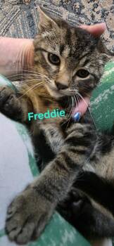 Freddie -  Domestic Short Hair Cat for Adoption in Jamesville, New York - Freddie | PetCurious