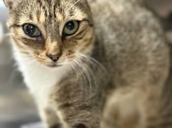 Rescue Domestic Short Hair Cats for Adoption in Rhinelander, Wisconsin - Mindy | PetCurious