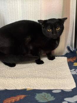 Domestic Short Hair Cats Available for Adoption - Sassy Pants | PetCurious