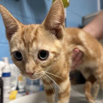Luigi -  Domestic Short Hair Cat for Adoption in Newport, North Carolina - Luigi | PetCurious