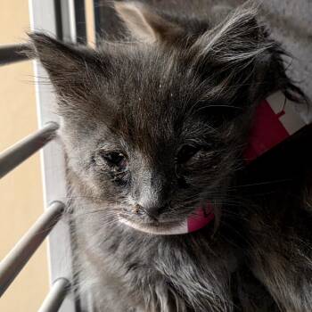 Lemon head -  Domestic Short Hair Cat for Adoption in Goleta, California - Lemon Head | PetCurious