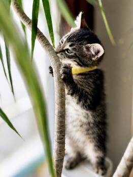 Judith (Bonded with Theodora) -  Domestic Short Hair Cat for Adoption in San Francisco, California - Judith (Bonded With Theodora) | PetCurious