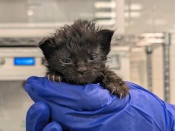 Domestic Short Hair Cats Available for Adoption in Dallas, Texas - TOAST | PetCurious