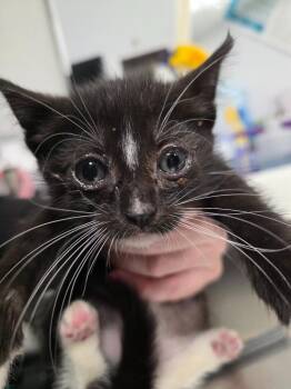 Blaze -  Domestic Short Hair Cat for Adoption in Trenton, New Jersey - Blaze | PetCurious