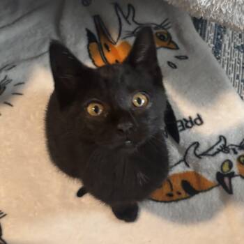 Crowbar -  Domestic Short Hair Cat for Adoption in Renton, Washington - Crowbar | PetCurious
