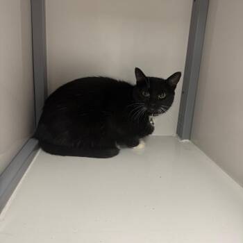 Boots -  Domestic Medium Hair Cat Available for Adoption in Shelbyville, Illinois - Boots | PetCurious