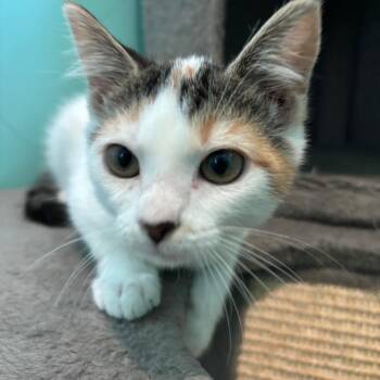 Amelia -  Domestic Short Hair Cat for Adoption in Marion, Virginia - Amelia | PetCurious