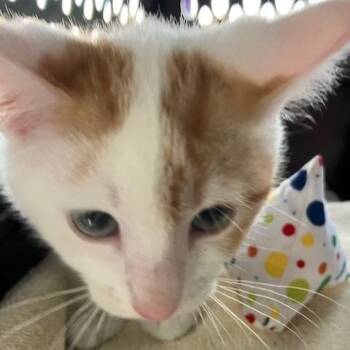 Hambino - Chow Hound Northland -  Domestic Short Hair Cat for Adoption in Grand Rapids, Michigan - Hambino - Chow Hound Northland | PetCurious
