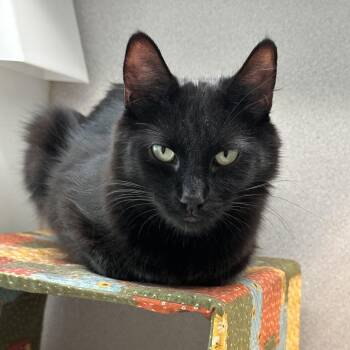 Bombay -  Domestic Long Hair Cat for Adoption in Hailey, Idaho - Bombay | PetCurious