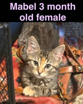 Mabelle -  Domestic Short Hair Cat for Adoption in Mustang, Oklahoma - Mabelle | PetCurious