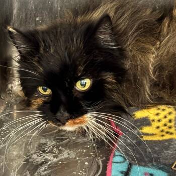 Domestic Long Hair Cats Available for Adoption in West Des Moines, Iowa - Agnes | PetCurious