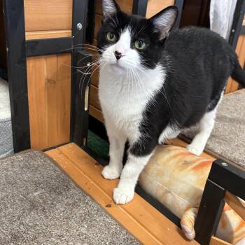 Domestic Short Hair Cats Available for Adoption - Lotus | PetCurious