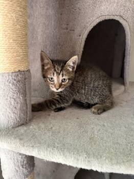 Jasper 2026-310 -  American Shorthair Cat for Adoption in Winder, Georgia - Jasper 2026-310 | PetCurious