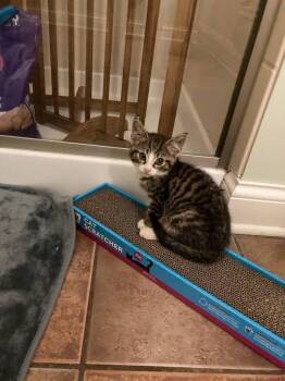 Elias -  Domestic Short Hair Cat for Adoption in Reynoldsburg, Ohio - Elias | PetCurious