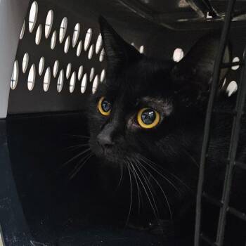 Domestic Short Hair Cats Available for Adoption - Legacy | PetCurious