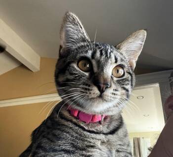 Tabby and Bengal Cats Available for Adoption - Lyra | PetCurious
