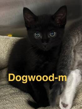 Domestic Short Hair Cats Available for Adoption in Brookhaven, Mississippi - Dogwood 26 | PetCurious