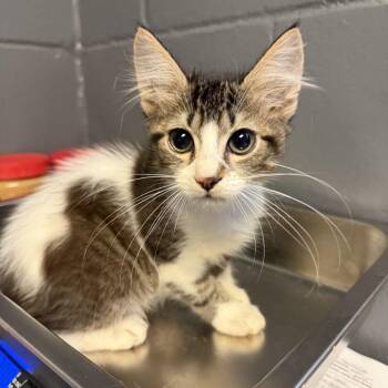 TUSC-Stray-84789 -  Domestic Short Hair Cat for Adoption in Tuscaloosa, Alabama - TUSC-Stray-84789 | PetCurious