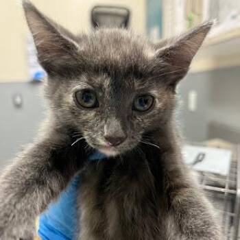 Domestic Short Hair Cats Available for Adoption in Las Vegas, Nevada - BULGOGI | PetCurious