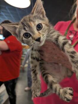 Domestic Short Hair Cats Available for Adoption in St. Cloud, Minnesota - Peaches | PetCurious