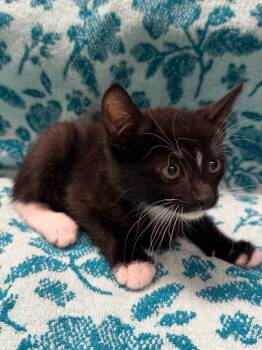 Rescue Domestic Short Hair Cats for Adoption in Vacaville, California - Dracula | PetCurious