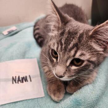 Nami -  Domestic Short Hair Cat for Adoption in Oshkosh, Wisconsin - Nami | PetCurious