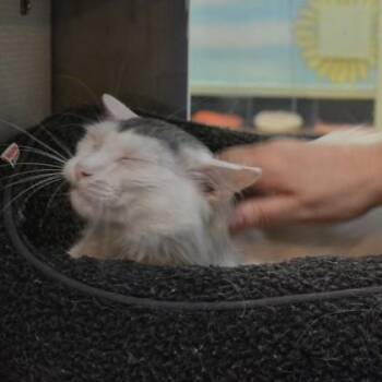 Spectre -  Domestic Medium Hair Cat for Adoption in Richmond, Virginia - Spectre | PetCurious