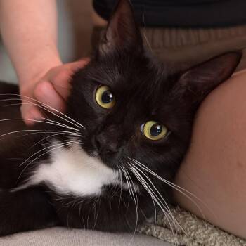 Luxy -  Domestic Short Hair Cat for Adoption in New York, New York - Luxy | PetCurious