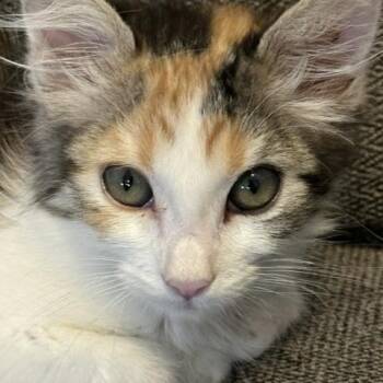 Nova -  Calico Cat for Adoption in Mesa, Arizona - Nova | PetCurious
