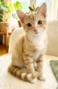 King -  American Shorthair Cat for Adoption in Union City, New Jersey - King | PetCurious