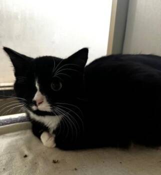 Rescue Domestic Short Hair Cats for Adoption in Hutchinson, Minnesota - Cyclops | PetCurious