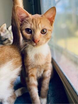 Rescue Domestic Short Hair Cats for Adoption in Youngsville, North Carolina - Bernie25 | PetCurious