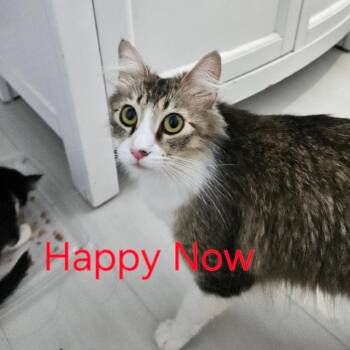Domestic Medium Hair Cats Available for Adoption in Westminster, California - Happy Now | PetCurious