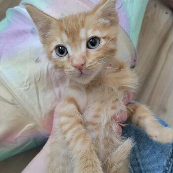 Ares Knight -  Domestic Short Hair Cat for Adoption in Eagle Mountain, Utah - Ares Knight | PetCurious