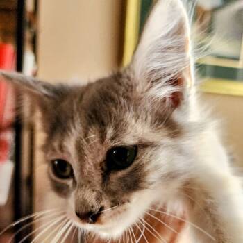 Inky -  Domestic Medium Hair Cat for Adoption in Albuquerque, New Mexico - Inky | PetCurious