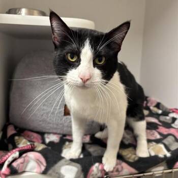 Paul Blart -  Domestic Short Hair Cat for Adoption in Tempe, Arizona - Paul Blart | PetCurious