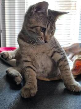 Rescue Domestic Short Hair Cats for Adoption in Liverpool, Texas - Basil | PetCurious