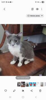 Domestic Medium Hair Cats Available for Adoption in Salisbury, North Carolina - Ivy | PetCurious