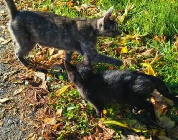 Rescue Domestic Short Hair Cats for Adoption in Simcoe, Ontario - Hammy | PetCurious