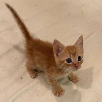 Lemonade -  Domestic Short Hair Cat for Adoption in Waldorf, Maryland - Lemonade | PetCurious