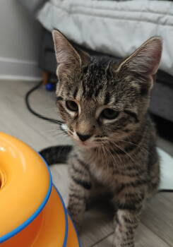 Rescue Domestic Short Hair Cats for Adoption in Herndon, Virginia - Buttercup | PetCurious